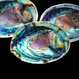 Natural NZ Paua Shells
