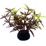 Small Brown & Green Aquarium Plant
