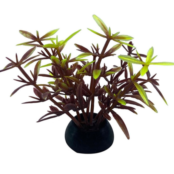 Small Brown & Green Aquarium Plant