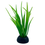 Small Green Hairgrass Aquarium Plant (1X4)