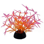 Small Pink Orange Aquarium Plant