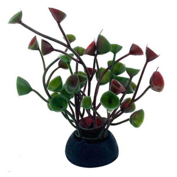 Small Red & Green Aquarium Plant