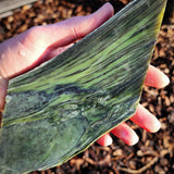 776g Raw Nephrite Jade Carving Slice (R14B705)