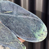 1170g Raw New Zealand Greenstone / Pounamu Carving Slices (R14B247)
