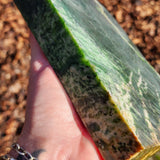 2kg Raw Nephrite Jade Carving Slice (R14B628)