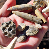 11pcs Fossil Pack, Charlevoix, Belemnite Squid, Atypa Etc (S14B24)