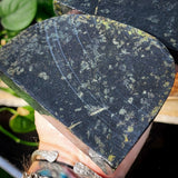 1.3kg BLACK Raw New Zealand Greenstone / Pounamu Carving Slices (R14B544)