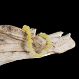 Raw Lemon Baltic Amber Elastic Bracelet