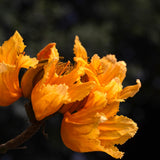 20x African Musk Incense Sticks