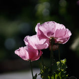 20x Black Opium Incense Sticks