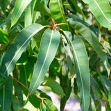 20x Eucalyptus Incense Sticks