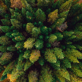 20x Forest Incense Sticks