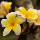 20x Frangipani Incense Sticks