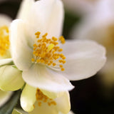 20x Jasmine Incense Sticks