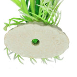 18cm Green Java Fern Aquarium Plant