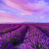 20x Lavender Incense Sticks