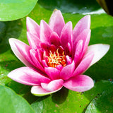 20x Lotus Incense Sticks