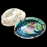 Natural NZ Paua Shells