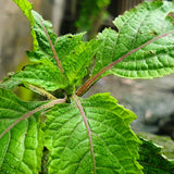 20x Patchouli Incense Sticks