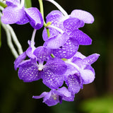 20x Wild Orchids Incense Sticks