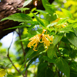 20x Ylang Ylang Incense Sticks