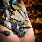 423g Tumbled Paua Pieces (S14B25)