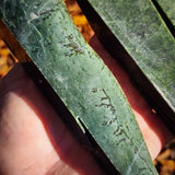 1KG Raw NZ Greenstone Pounamu Nephrite Carving Slices (R14B625)