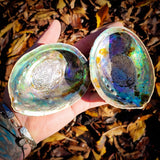 Natural NZ Paua Shells