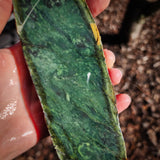 638g Raw Nephrite Jade Carving Slice (R14B744)