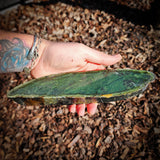 638g Raw Nephrite Jade Carving Slice (R14B744)