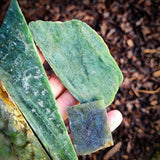 503g Raw NZ Greenstone Pounamu Carving Slices / Offcuts (R14B645)