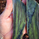 467g Raw Nephrite Jade Carving Slices (R14B684)