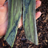 467g Raw Nephrite Jade Carving Slices (R14B684)