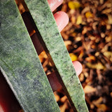 1KG Raw NZ Greenstone Pounamu Nephrite Carving Slices (R14B625)