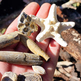 11pcs Fossil Pack, Charlevoix, Belemnite Squid, Atypa Etc (S14B24)