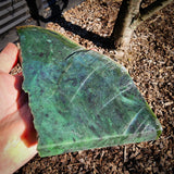 984g Raw Nephrite Jade Carving Slice (R14B763)