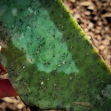 537g Raw Nephrite Jade Carving Slice (R14B781)