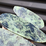 1kg Raw New Zealand Greenstone / Pounamu Carving Slices (R14B227)