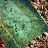 876g Raw Nephrite Jade Carving Slice (R14B773)