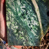 617g Raw Nephrite Jade Carving Slice (R14B710)