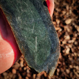 564g Raw Nephrite Jade Carving Slice (R14B735)