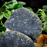 1.3kg BLACK Raw New Zealand Greenstone / Pounamu Carving Slices (R14B544)