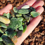 102g Raw NZ Greenstone / Pounamu Tumble Stones (R14B707)
