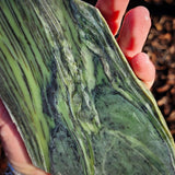 776g Raw Nephrite Jade Carving Slice (R14B705)