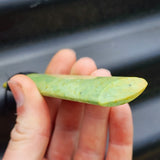 NZ Greenstone Pounamu Toki Pendant Necklace (N423)