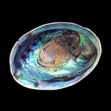 Natural NZ Paua Shells