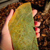 615g Raw Nephrite Jade Carving Slice (R14B714)