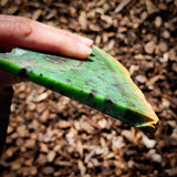 888g Raw Nephrite Jade Carving Slices (R14B786)