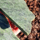 1kg Raw NZ Greenstone Pounamu Carving Slices (R14B640)