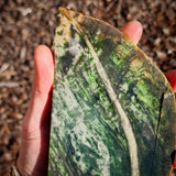 746g Raw Nephrite Jade Carving Slice (R14B712)